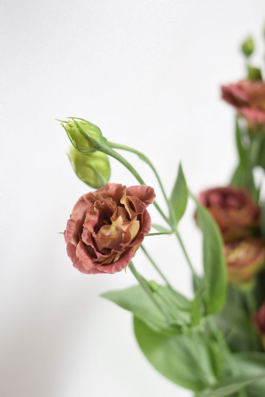 LISIANTHUS EXTRA MARRON 70CM