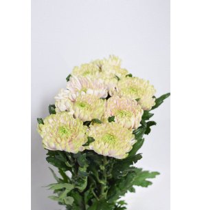 CRISANTEMO MONOFLOR ROSA/VERDE