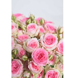 ROSA SPRAY FUCSIA BICOLOR 50CM