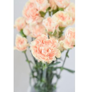 CLAVEL PEACH 70CM X20T 2