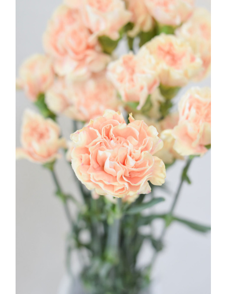 CLAVEL PEACH 70CM X20T