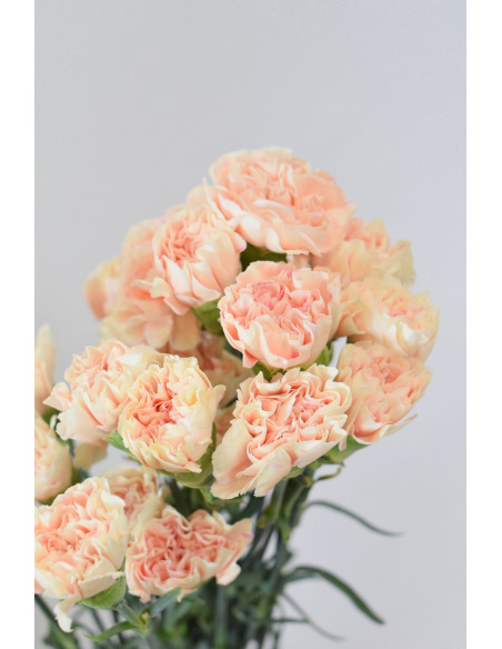 CLAVEL PEACH 70CM X20T