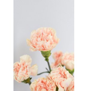 CLAVEL PEACH 70CM X20T