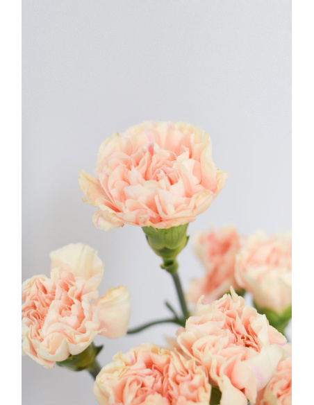 CLAVEL PEACH 70CM X20T