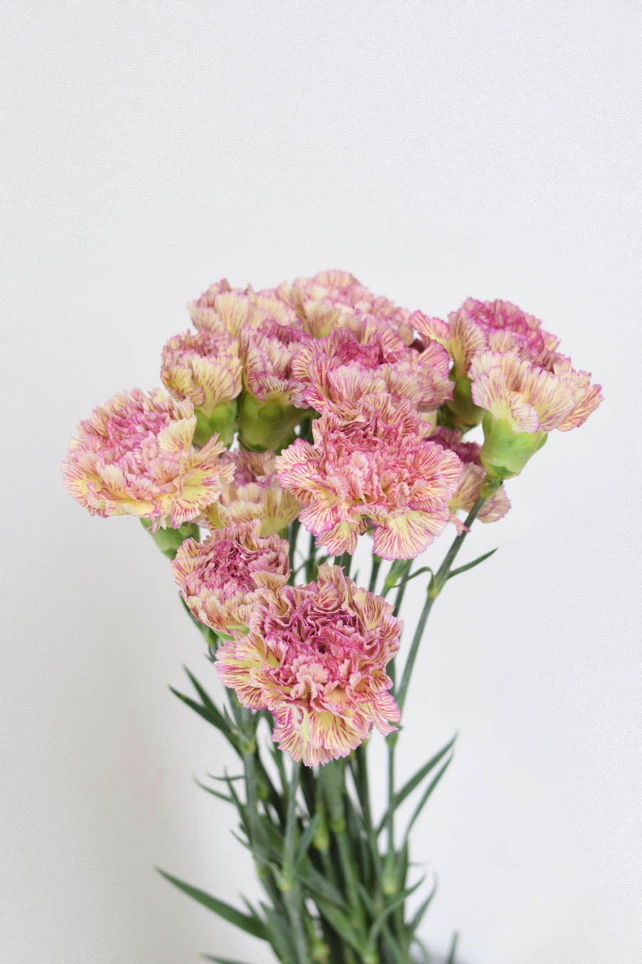 CLAVEL ANTIGUA PIXEL 70CM X20T