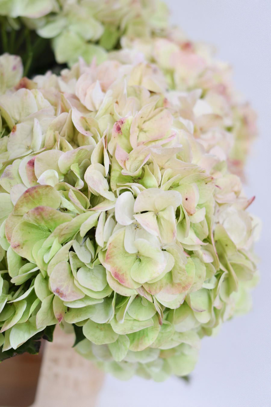 HORTENSIA BICOLOR VERDE
