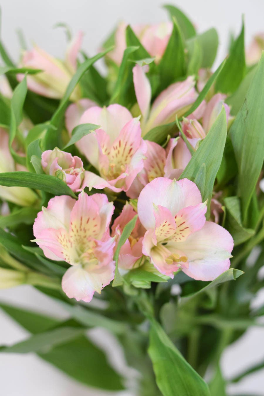 ALSTROEMERIA ROSA 80CM