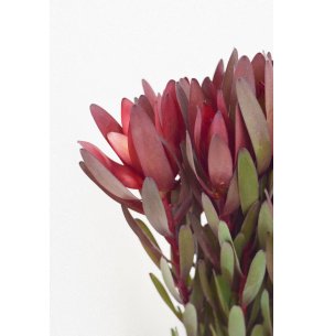 LEUCADENDRON SAFARI SUNSET