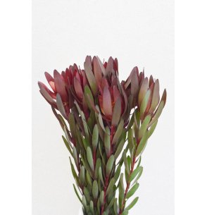 LEUCADENDRON SAFARI SUNSET 2