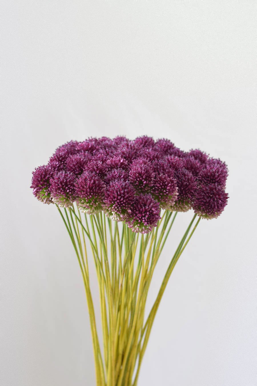 ALLIUM KOGEL