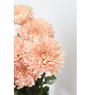 CRISANTEMO MONOFLOR NUDE