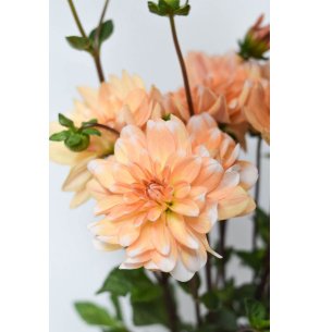 DALIAS BICOLOR NARANJA