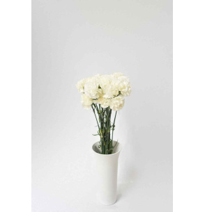 PACK DE CLAVEL BLANCO 700T.