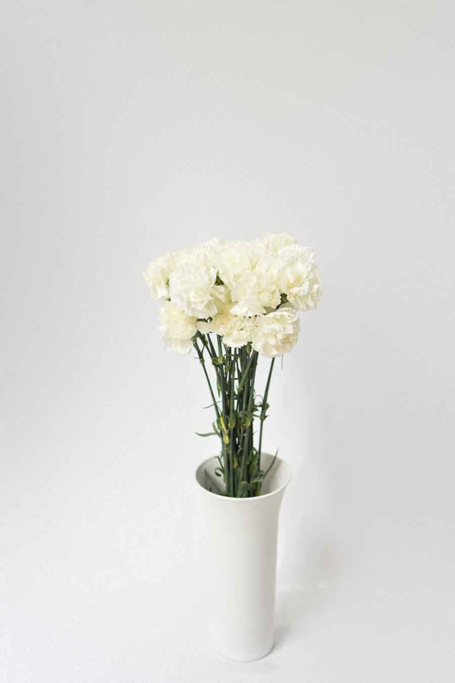 PACK DE CLAVEL BLANCO 700T.