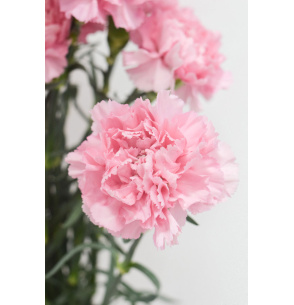 PACK DE CLAVEL ROSA 700T.