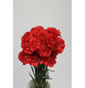 PACK DE CLAVEL ROJO 700T.