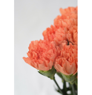PACK DE CLAVEL NARANJA 700T.