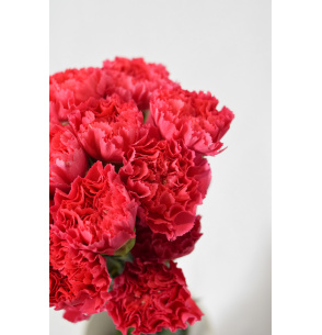 PACK DE CLAVEL FUCSIA 700T.