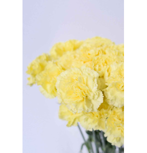 PACK DE CLAVEL AMARILLO 700T.