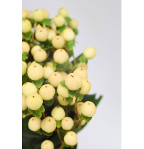 HYPERICUM BEIGE 60CM