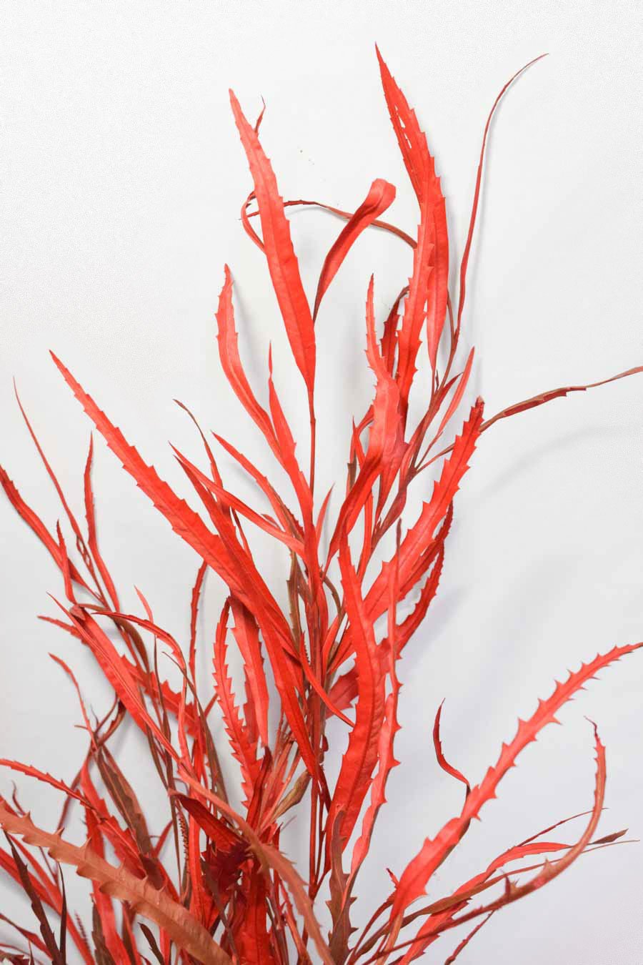 GREVILLEA TEÑIDA ROJO