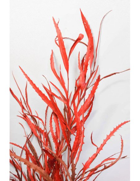 GREVILLEA TEÑIDA ROJO