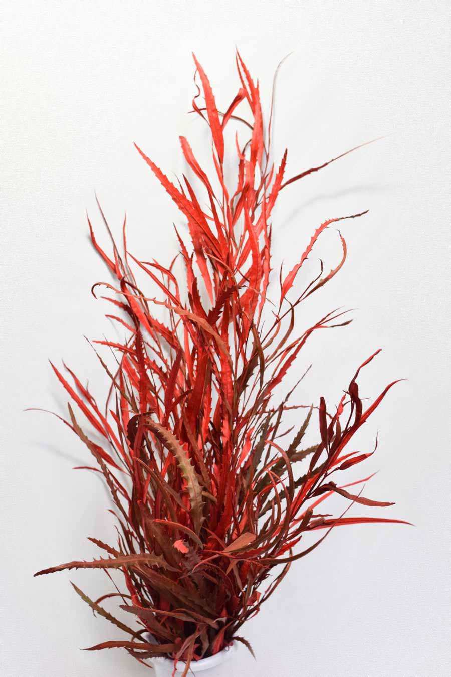 GREVILLEA TEÑIDA ROJO