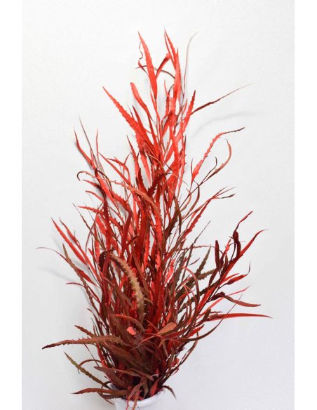 GREVILLEA TEÑIDA ROJO