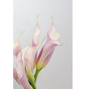 CALA BICOLOR MORADA 70CM 2