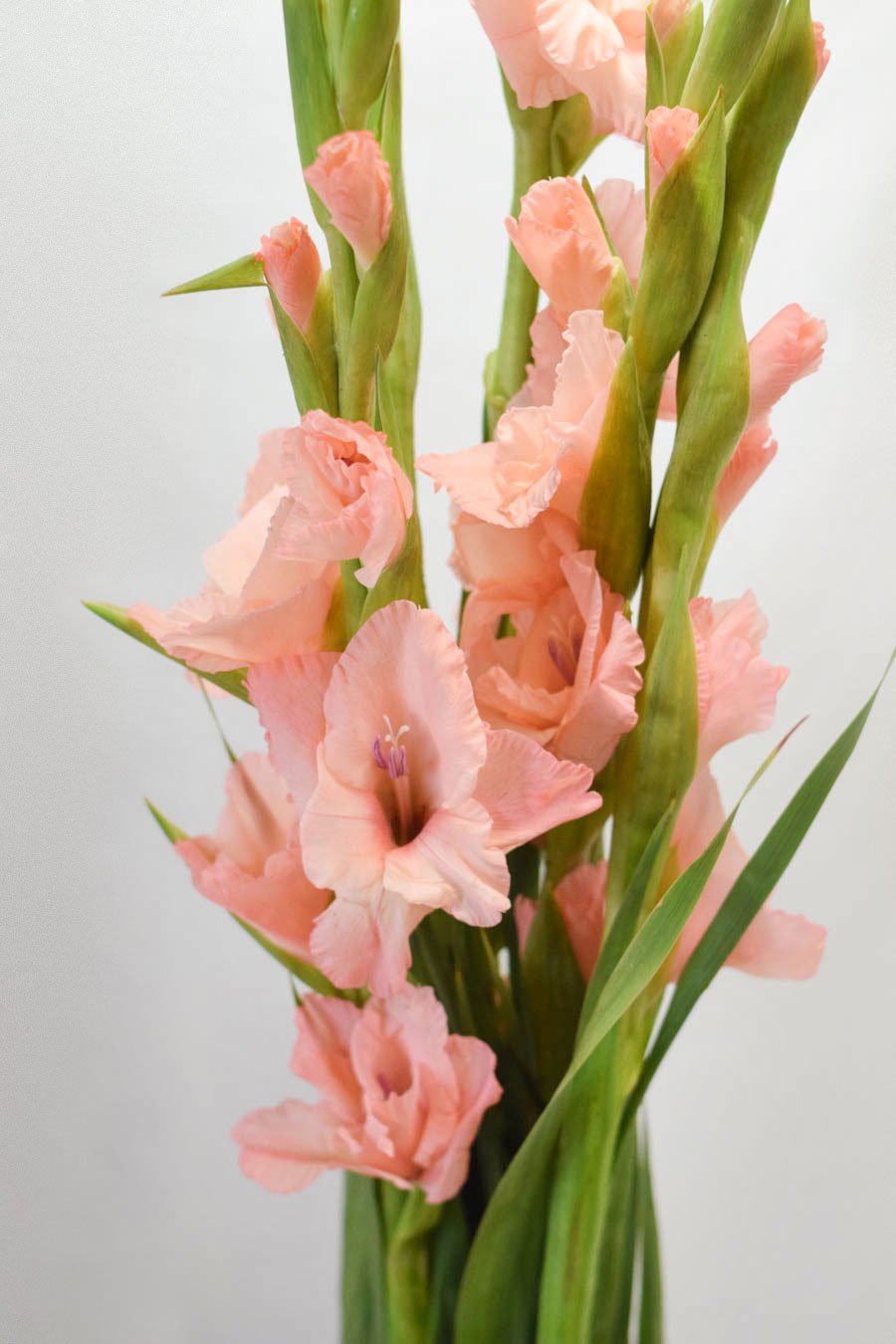 GLADIOLO ROSA