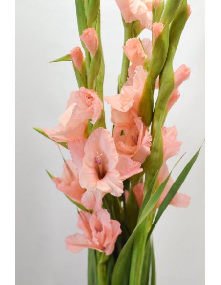 GLADIOLO ROSA