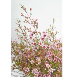 FLOR DE CERA ROSA BEBE PQ.