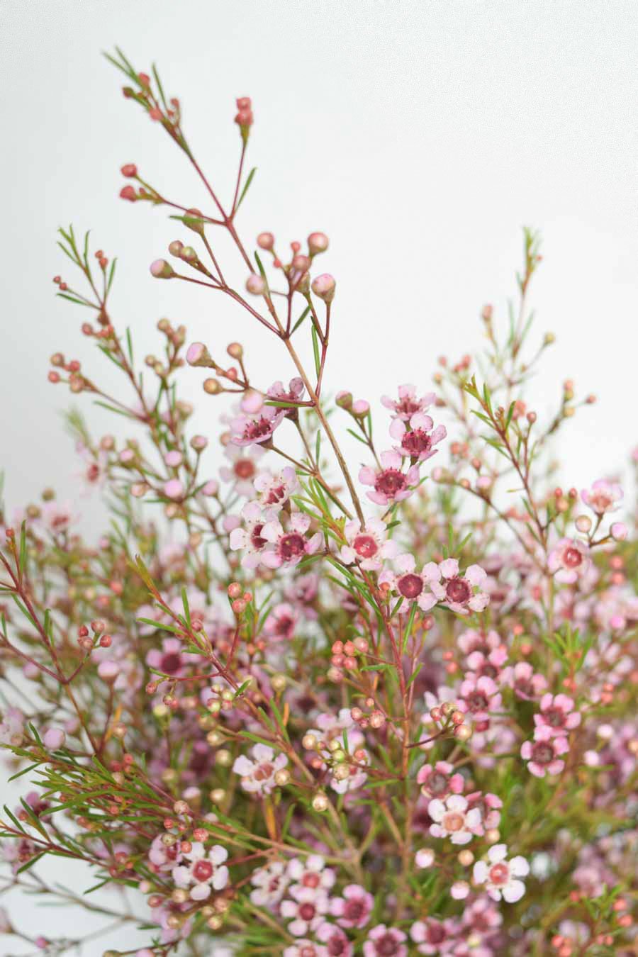 FLOR DE CERA ROSA BEBE PQ.