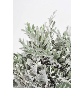 SENECIO CINERARIO IMPORTACION