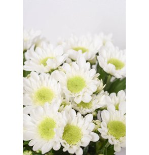 CRISANTEMO RADOST BLANCO