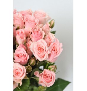 ROSA SPRAY ROSA 50CM