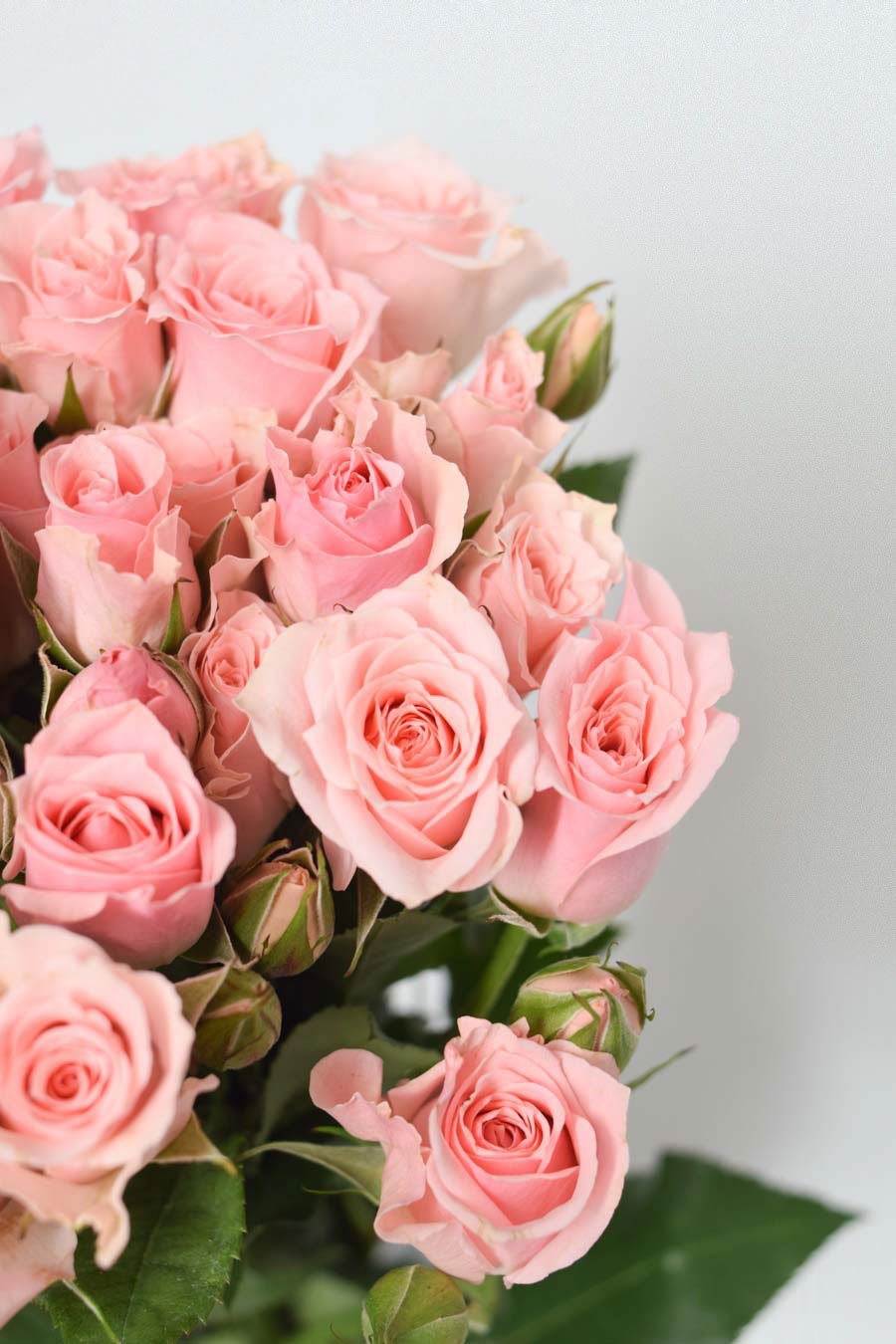 ROSA SPRAY ROSA 50CM