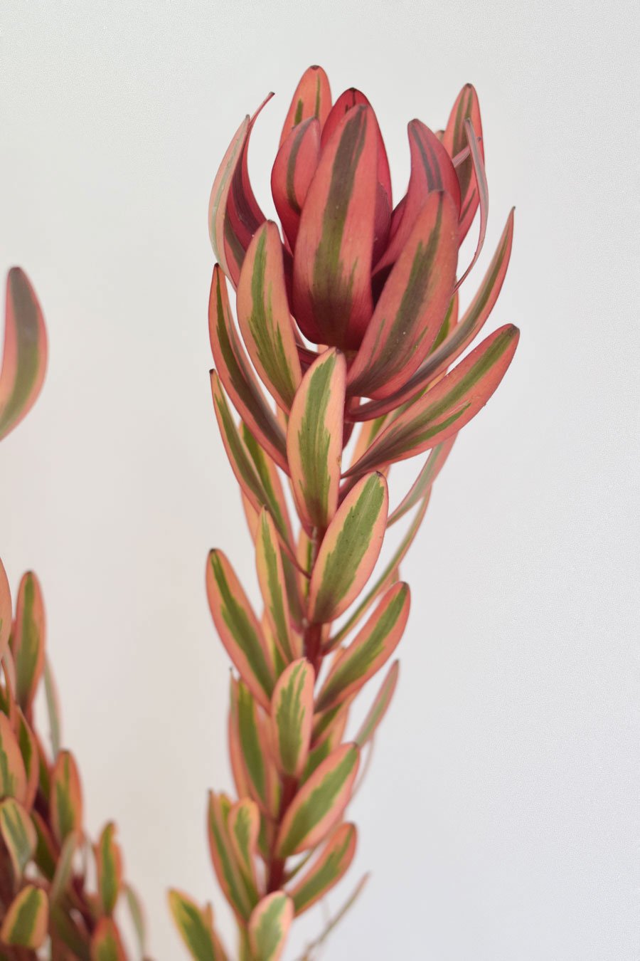 LEUCADENDRON JESTER