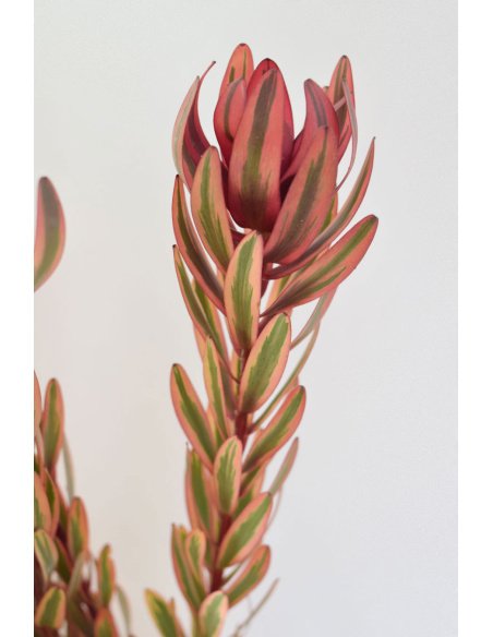 LEUCADENDRON JESTER