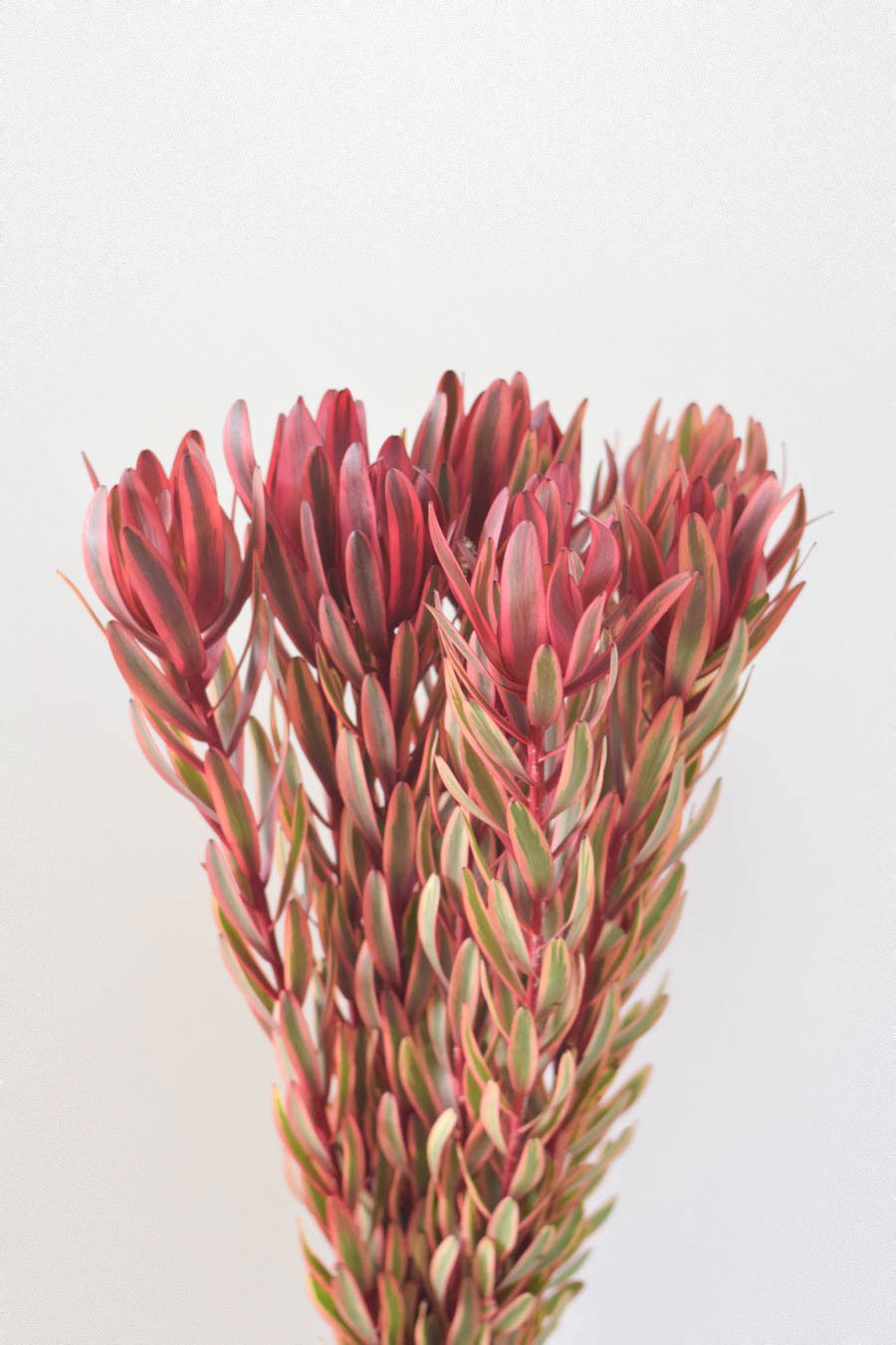 LEUCADENDRON JESTER