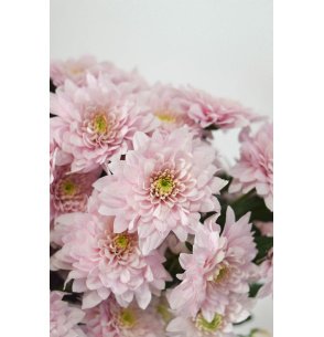 CRISANTEMO SORBET ROSA