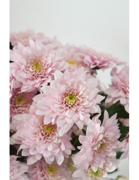 CRISANTEMO SORBET ROSA