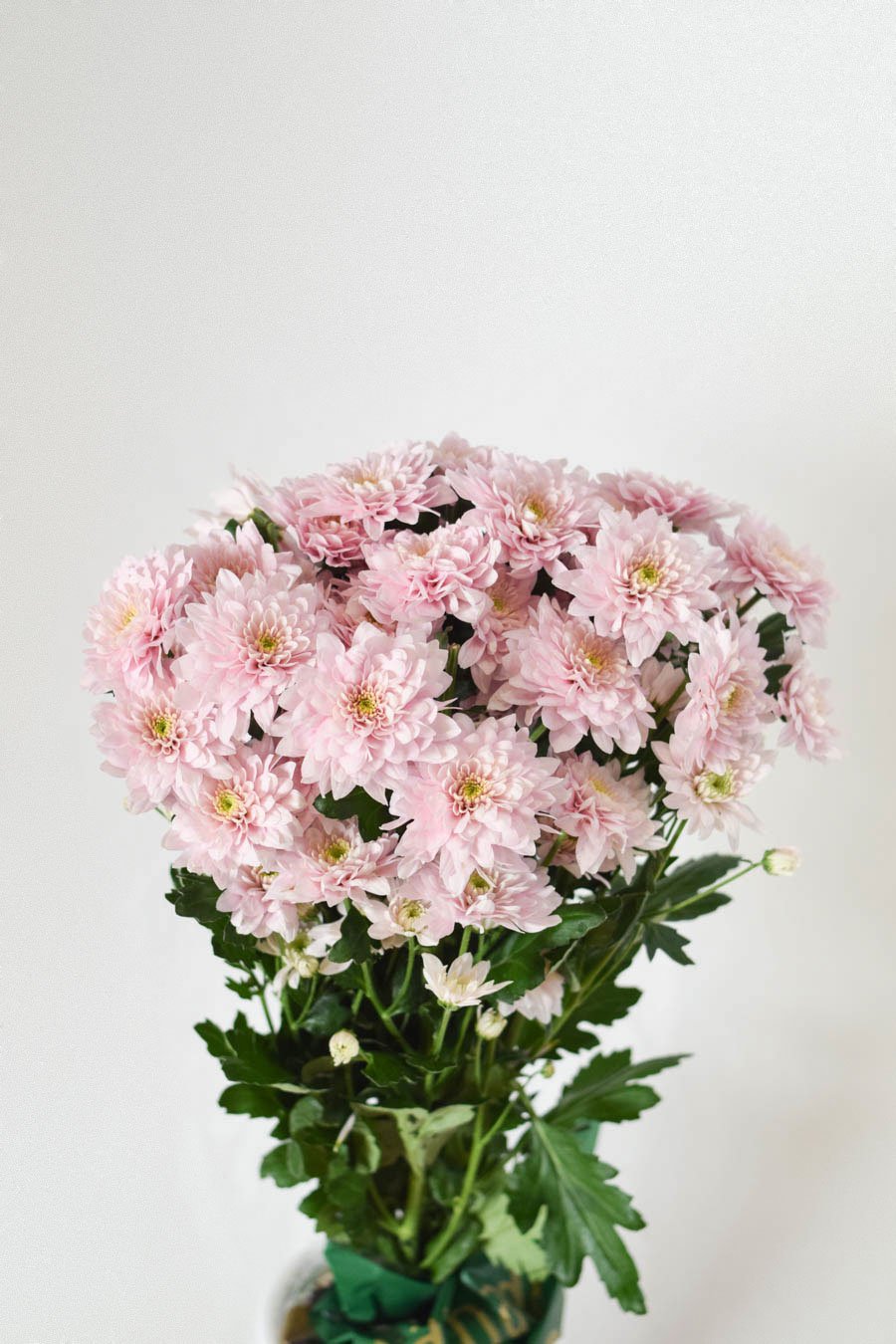 CRISANTEMO SORBET ROSA
