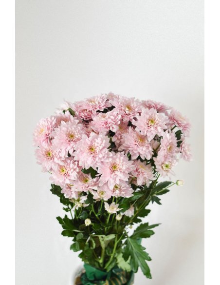 CRISANTEMO SORBET ROSA