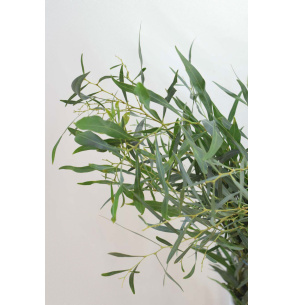 MIMOSA VERDE NACIONAL