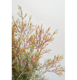 FLOR DE CERA VEGA PQ.