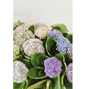 HORTENSIA MAGICAL REVOLUTION MORADO