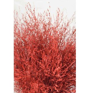 SIERGRASS TEÑIDO ROJO 2