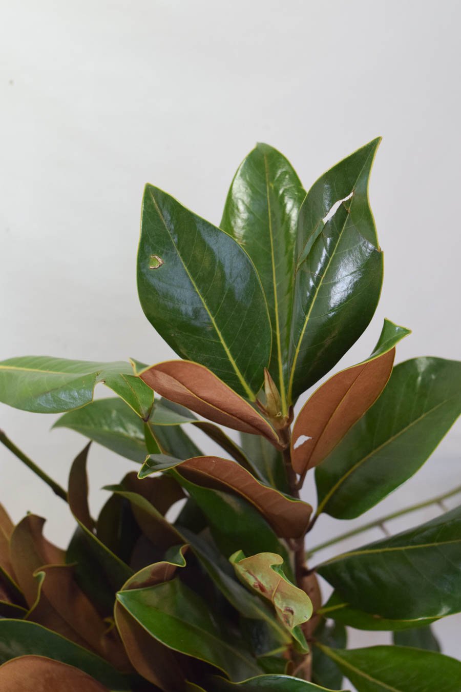 HOJAS DE MAGNOLIO