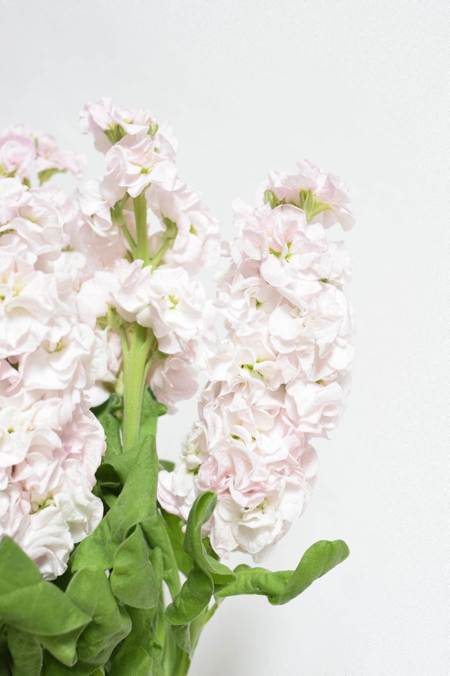 MATTHIOLA ROSA X5T